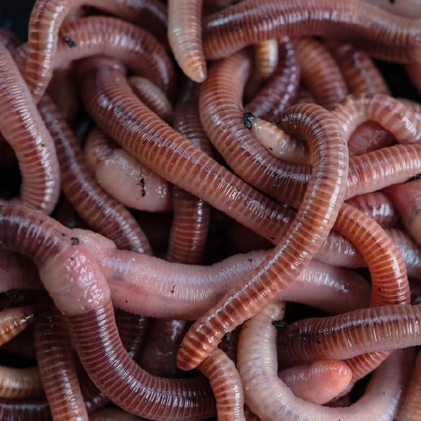 Nash Wormcell 500ml 4 Nash Wormcell 500ml - Afbeelding 2