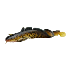 Visaccessoires Verkoop -Visaccessoires Verkoop savage gear 3d burbot fast sinking 1