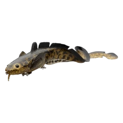 Visaccessoires Verkoop -Visaccessoires Verkoop savage gear 3d burbot shallow slow sinking 1